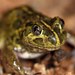Trilling Frog - Photo (c) Beth Mantle, some rights reserved (CC BY-NC-SA)