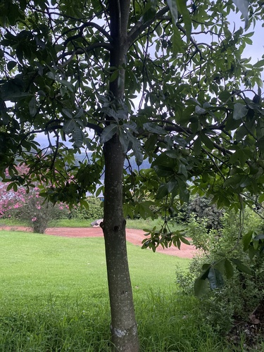 Foto de Castanha-do-maranhão