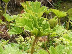 Gunnera tinctoria