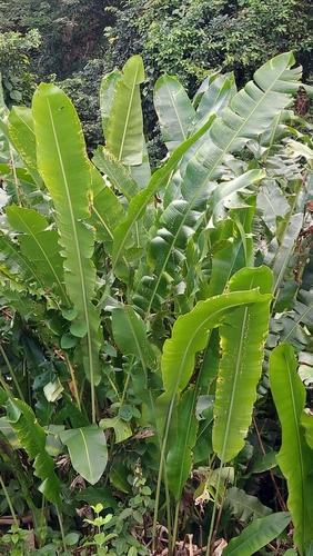 Lobster Claw Heliconia