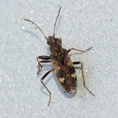 Ligyrocoris delitus