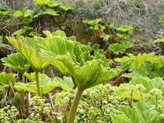 Gunnera tinctoria