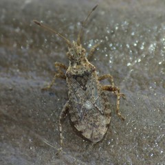 Aufeius impressicollis