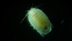 Sphaeroma