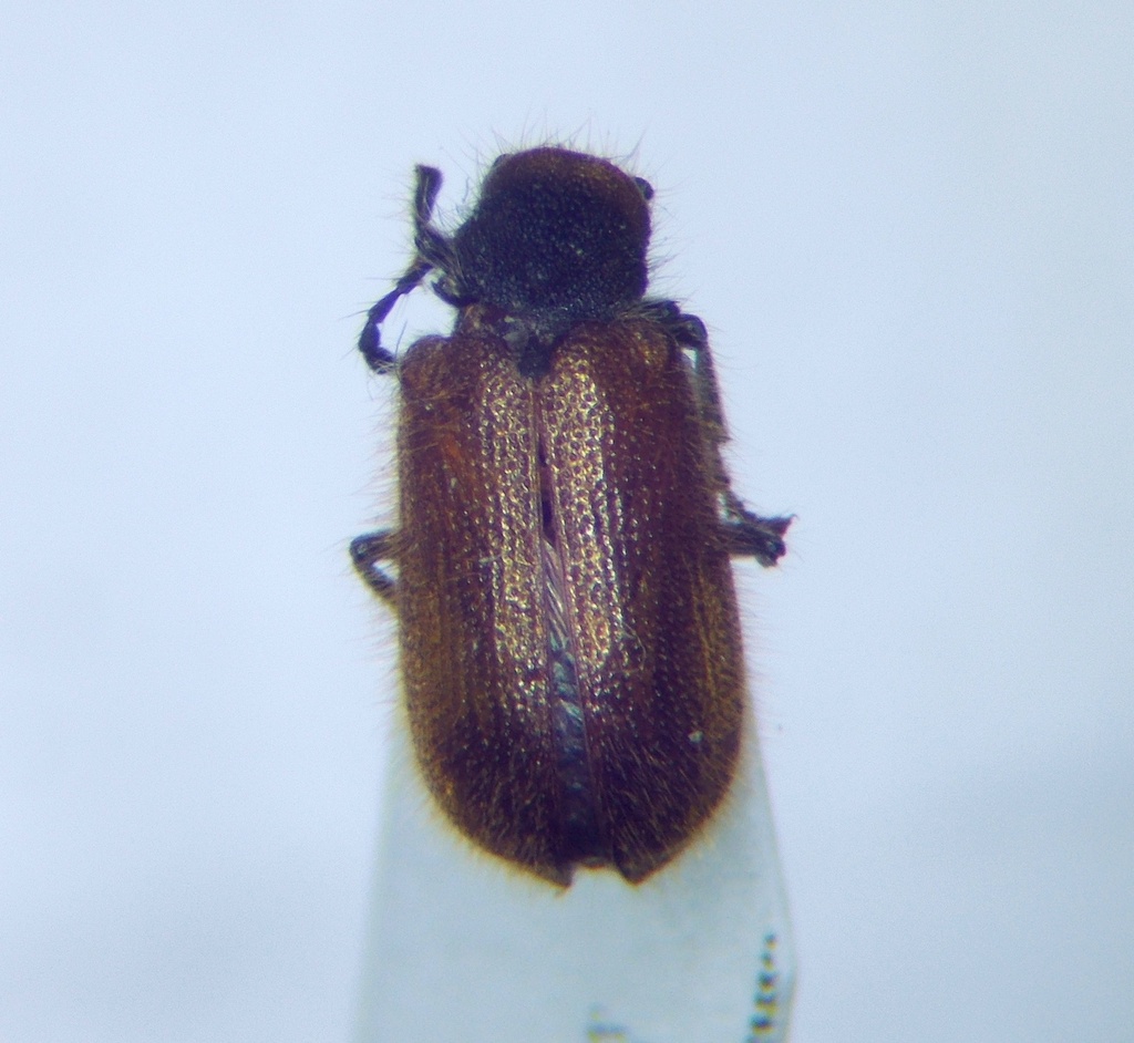 Hedobia pubescens