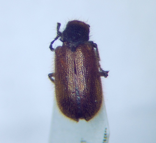 Hedobia pubescens