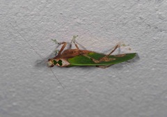 Pycnopalpa bicordata