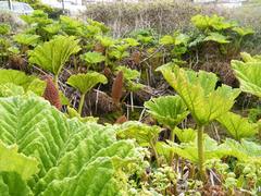 Gunnera tinctoria