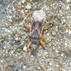 Ligyrocoris litigiosus