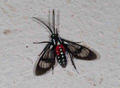 Poecilosoma eone