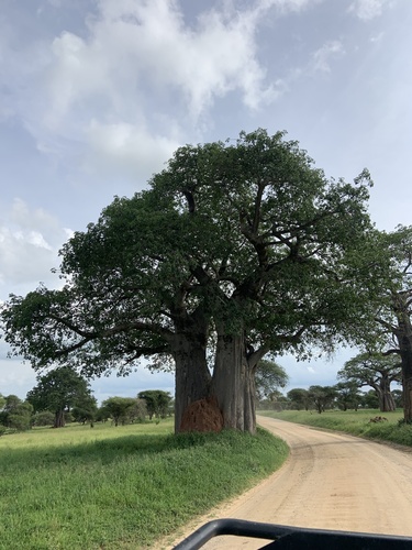 Foto de Baobá