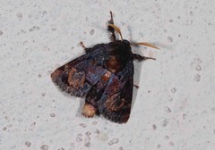 Euphobetron cupreitincta