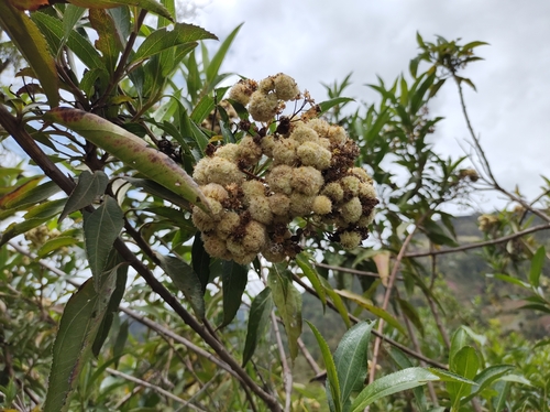 Baccharis latifolia