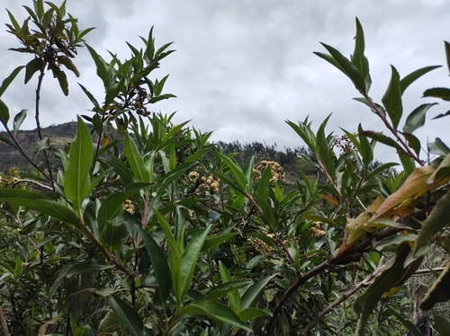 Baccharis latifolia