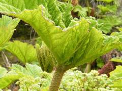 Gunnera tinctoria