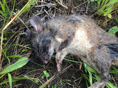 Neotoma fuscipes annectens