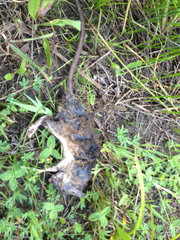 Neotoma fuscipes annectens