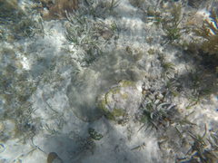 Pseudodiploria clivosa