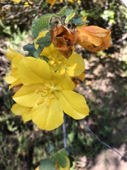 Fremontodendron