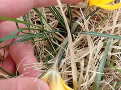 Crocus flavus