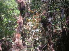 Oreopanax lempiranus