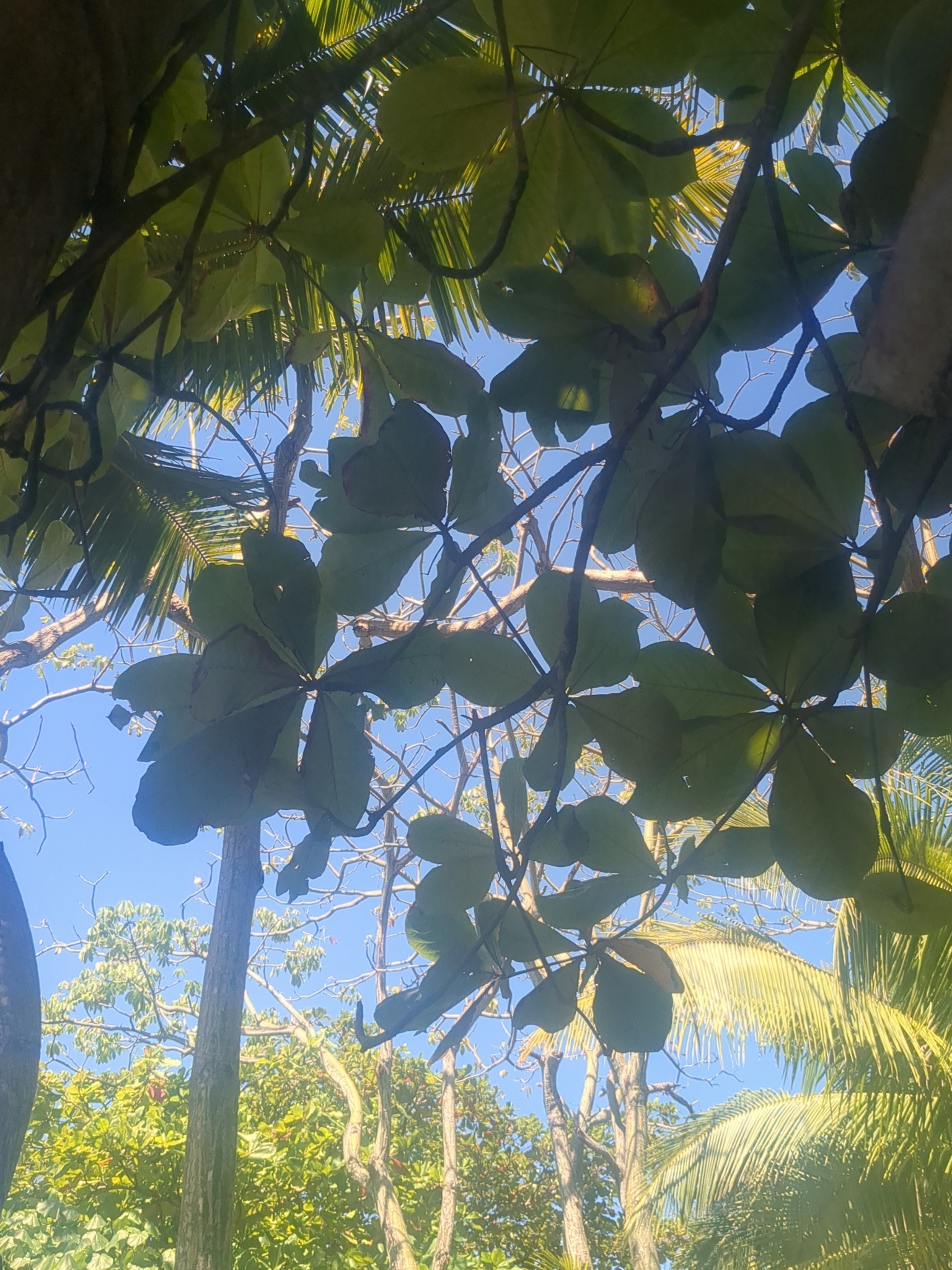 Imagem de Amendoeira-da-praia