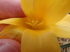 Crocus flavus