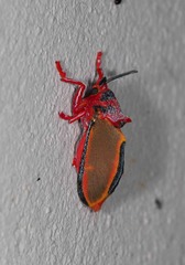 Edebessa purens