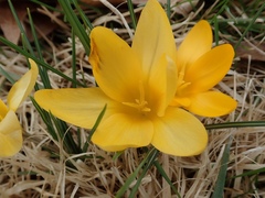 Crocus flavus