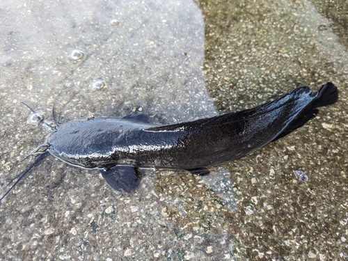 Walking catfish (Clarias batrachus) — Clariidae — 2