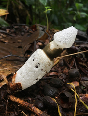 Staheliomyces cinctus