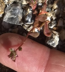 Calyptridium arizonicum