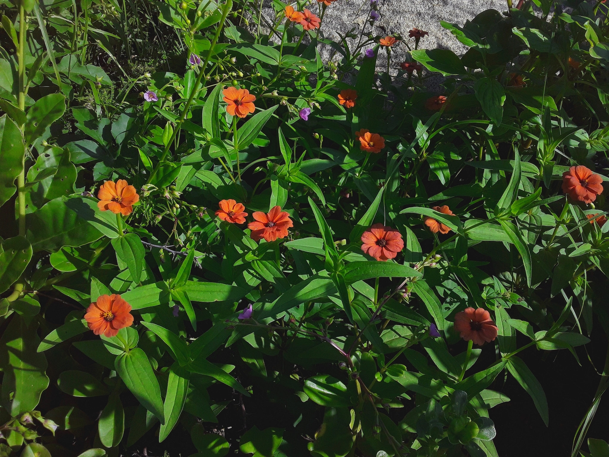 Imagem de Zinnia