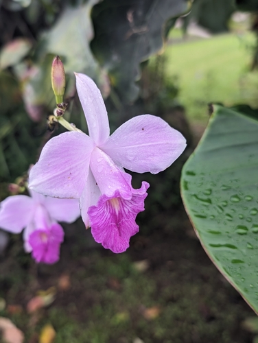 Foto de Orquídea-bambu