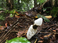Staheliomyces cinctus