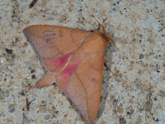 Adeloneivaia subangulata