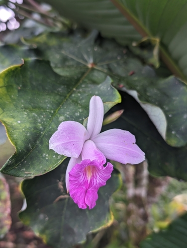 Foto de Orquídea-bambu
