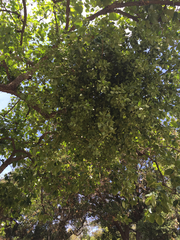 Phoradendron macrophyllum