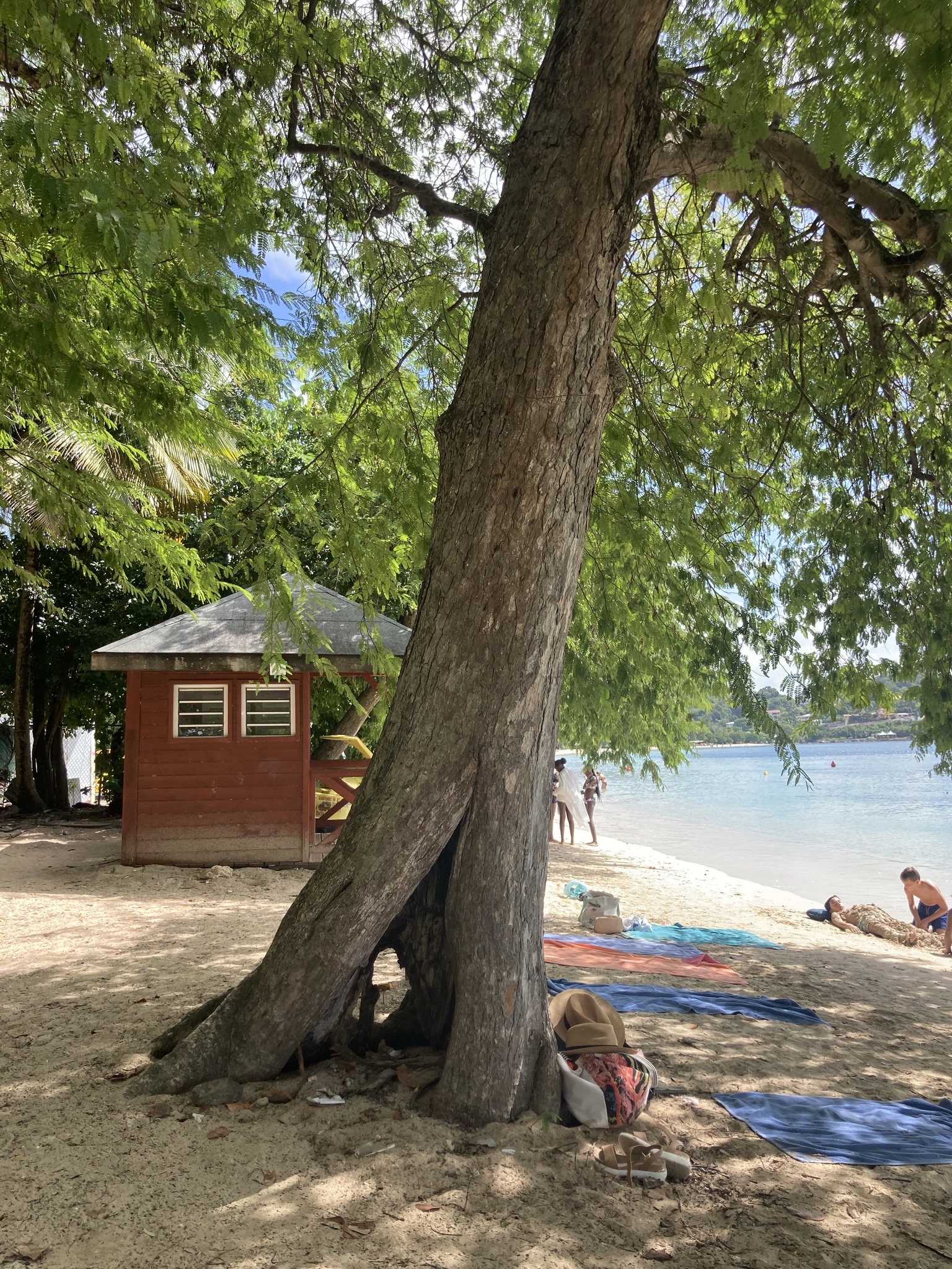 Imagem de Tamarindo