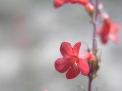 Penstemon superbus