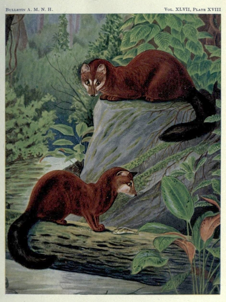 Aquatic Genet
