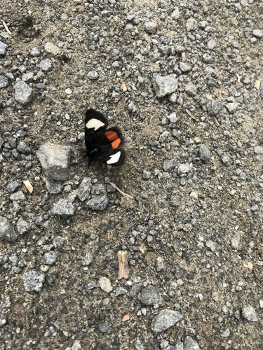 Grapevine Epimenis Moth photo 6