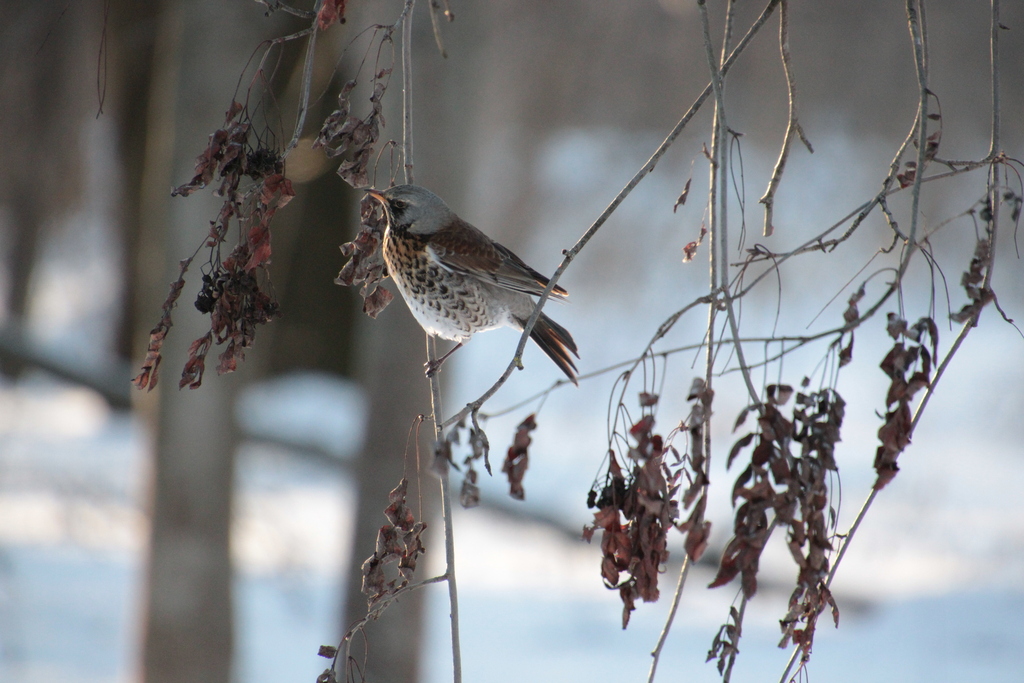 Fieldfare from Главный ботанический сад имени Н.В. Цицина Российской ...