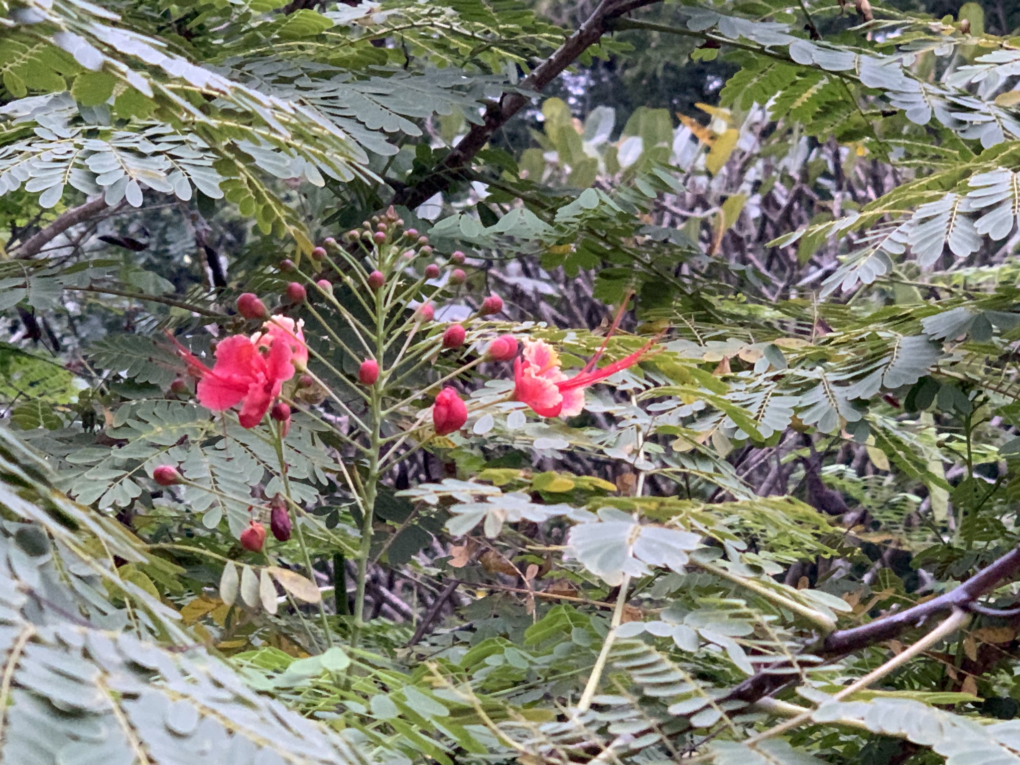 Imagem de Flamboyant-de-jardim