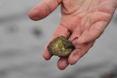 Ostrea edulis