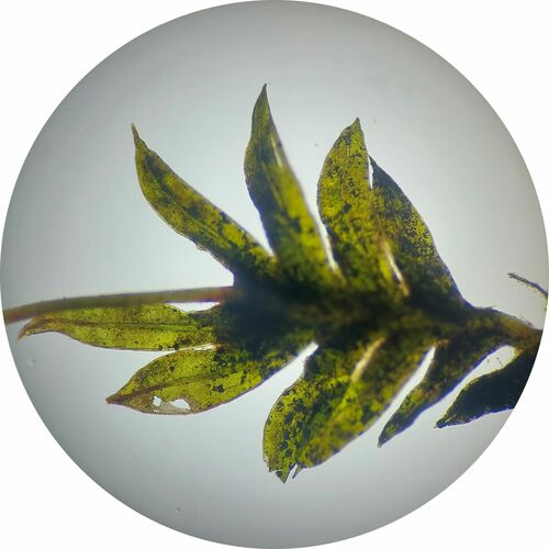 River Pocket-moss (Fissidens rivularis)