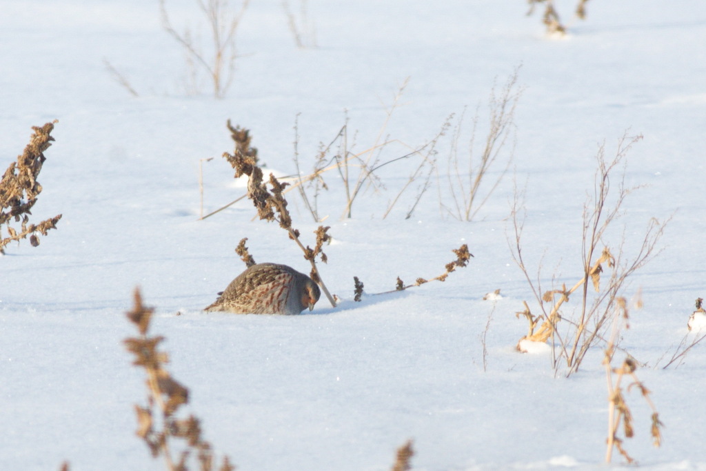 Gray Partridge From On   Large 