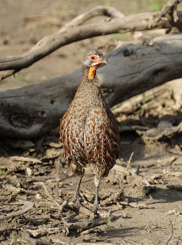 Grey-breasted Spurfowl (Pternistis rufopictus), photo 10