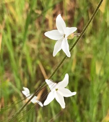 Lithophragma bolanderi