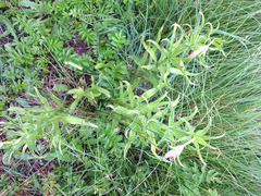 Lilium pardalinum pardalinum